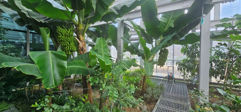 사진1. 강감찬도시농업센터에 열린 바나나.jpg