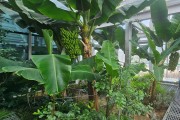관악구‘강감찬도시농업센터 바나나 수확 풍년